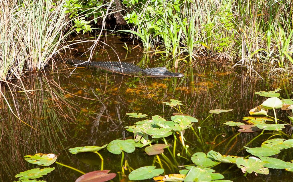 Floryda-aligator