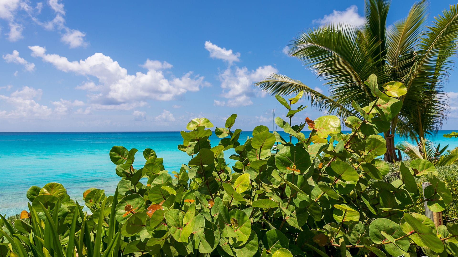 Ocean i przyroda Key West