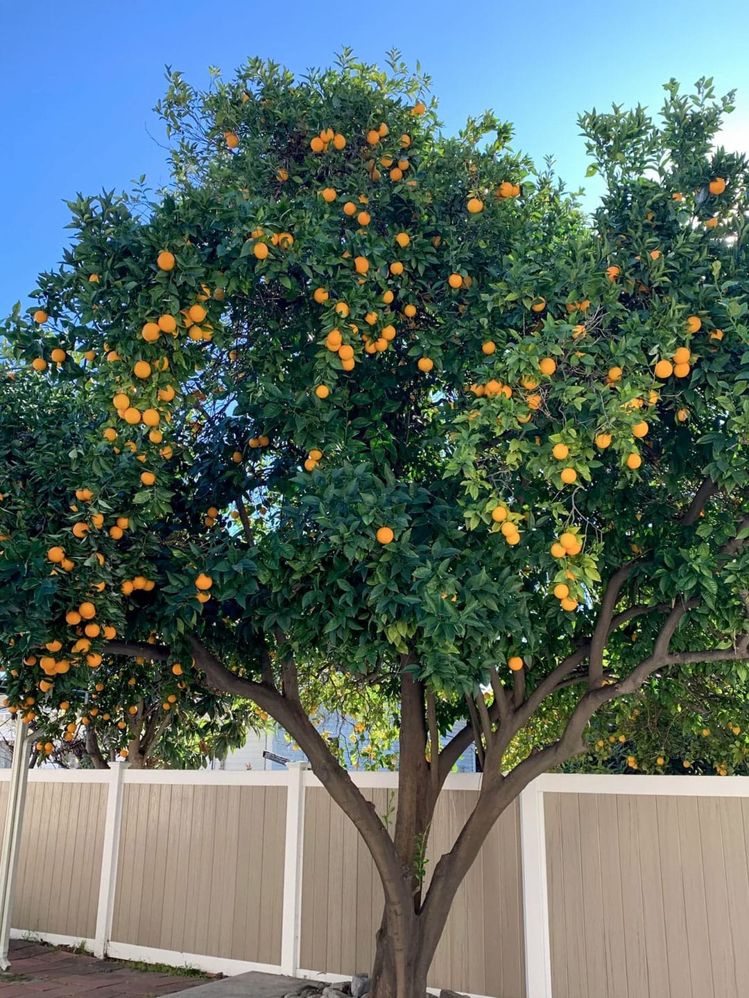 Pomarańcze na Florydzie